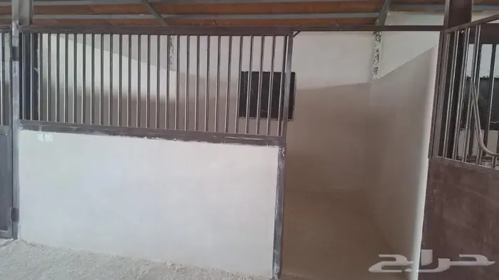 اسطبل خيل العربي والجمال اصطبل مربط اسطبلات نادي فروسيه 8