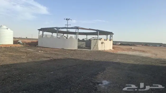اسطبل خيل العربي والجمال اصطبل مربط اسطبلات نادي فروسيه 15