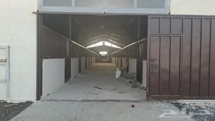 اسطبل خيل العربي والجمال اصطبل مربط اسطبلات نادي فروسيه 11