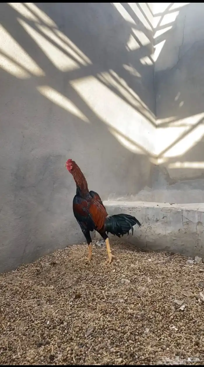 ديك سندي كفو تم البيع 1