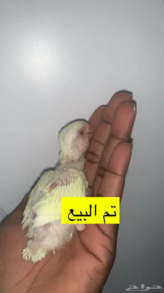 6 فروخ روز ( تم الببع ) 3