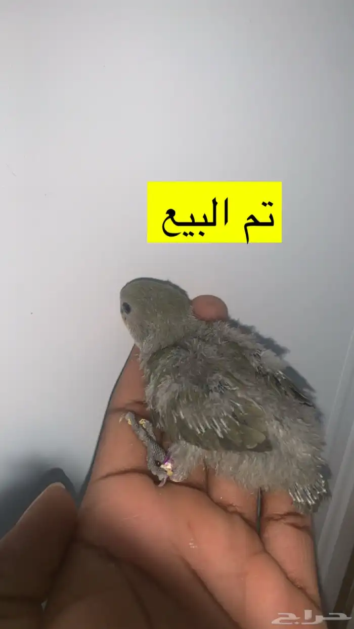 6 فروخ روز ( تم الببع ) 2