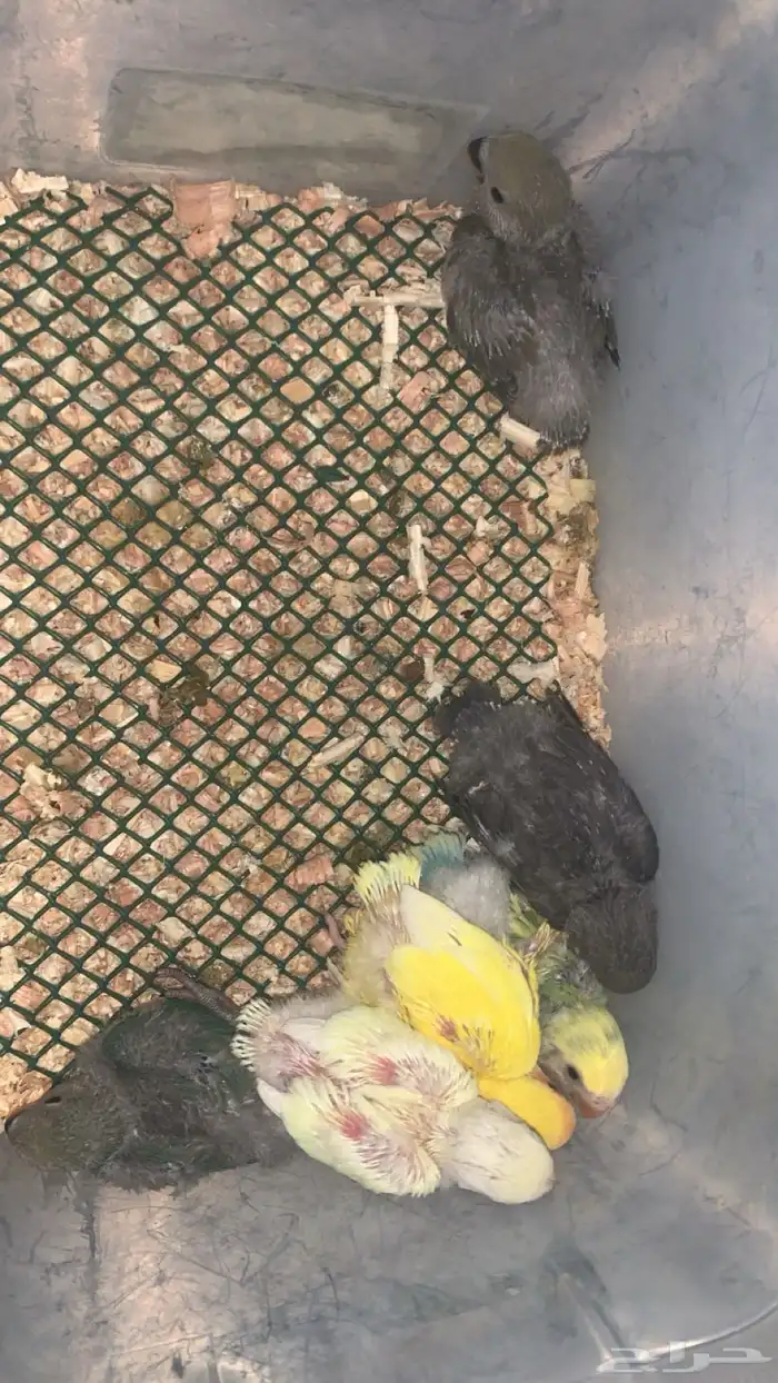 6 فروخ روز ( تم الببع ) 0