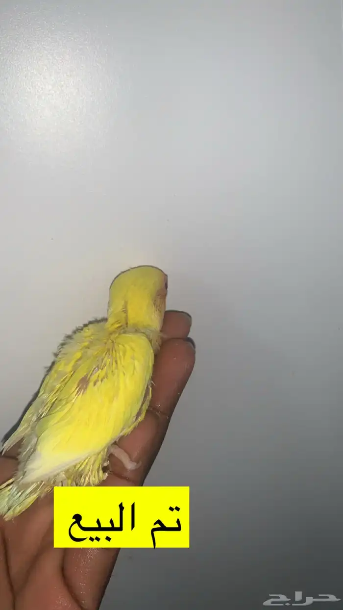 6 فروخ روز ( تم الببع ) 1