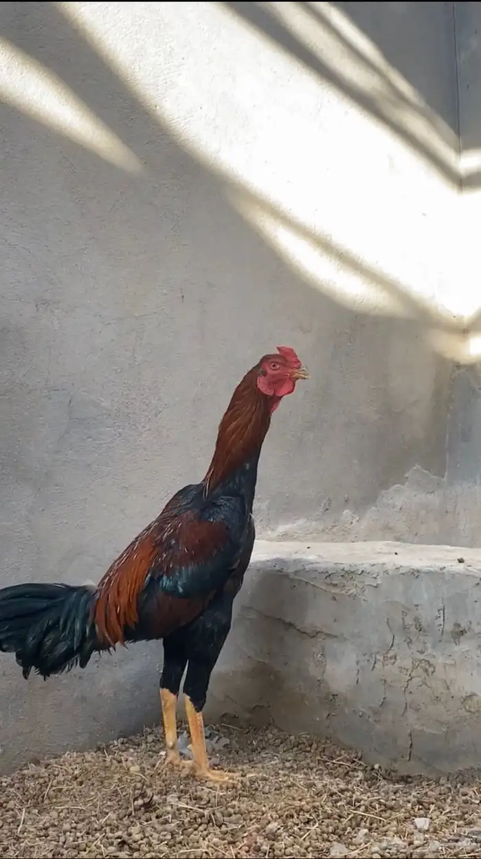 ديك سندي كفو تم البيع 0