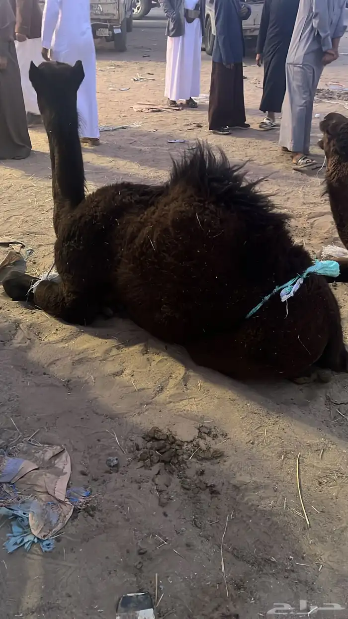 قعدان بلدي كفو زوجات 3