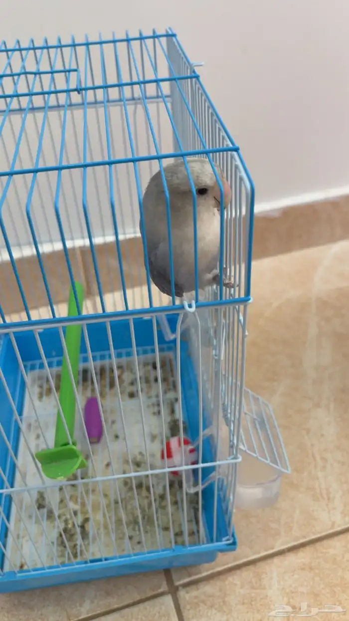 ببغاء الروز 4