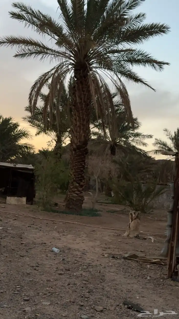 نخل كبار وطوال للبيع 0