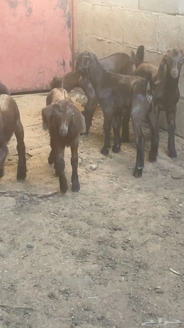 تيس فحل نادر (تم البيع) 3