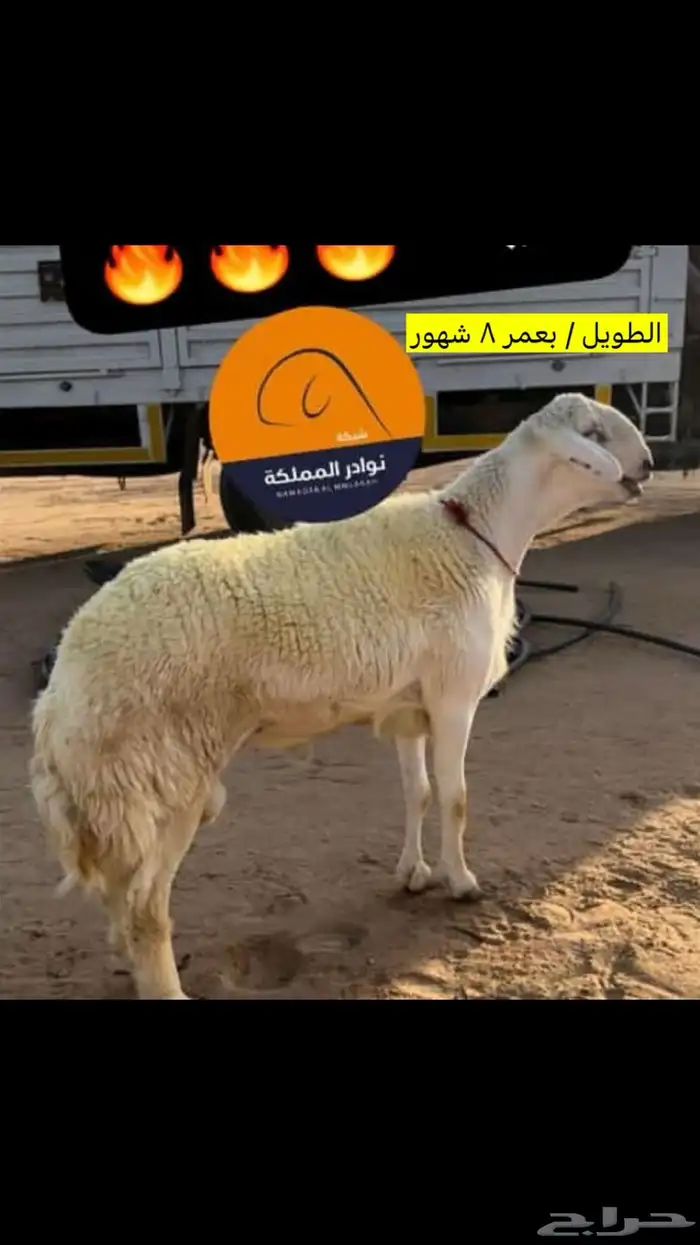 مشروع فحل نادر ( هريد) صنف الصنف ( تم البيع) 4