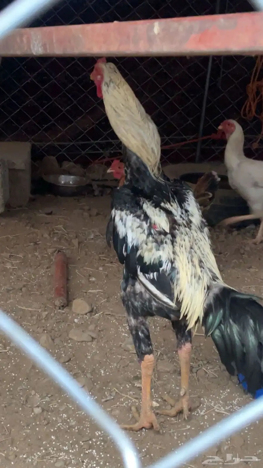 دجاج سندي 2