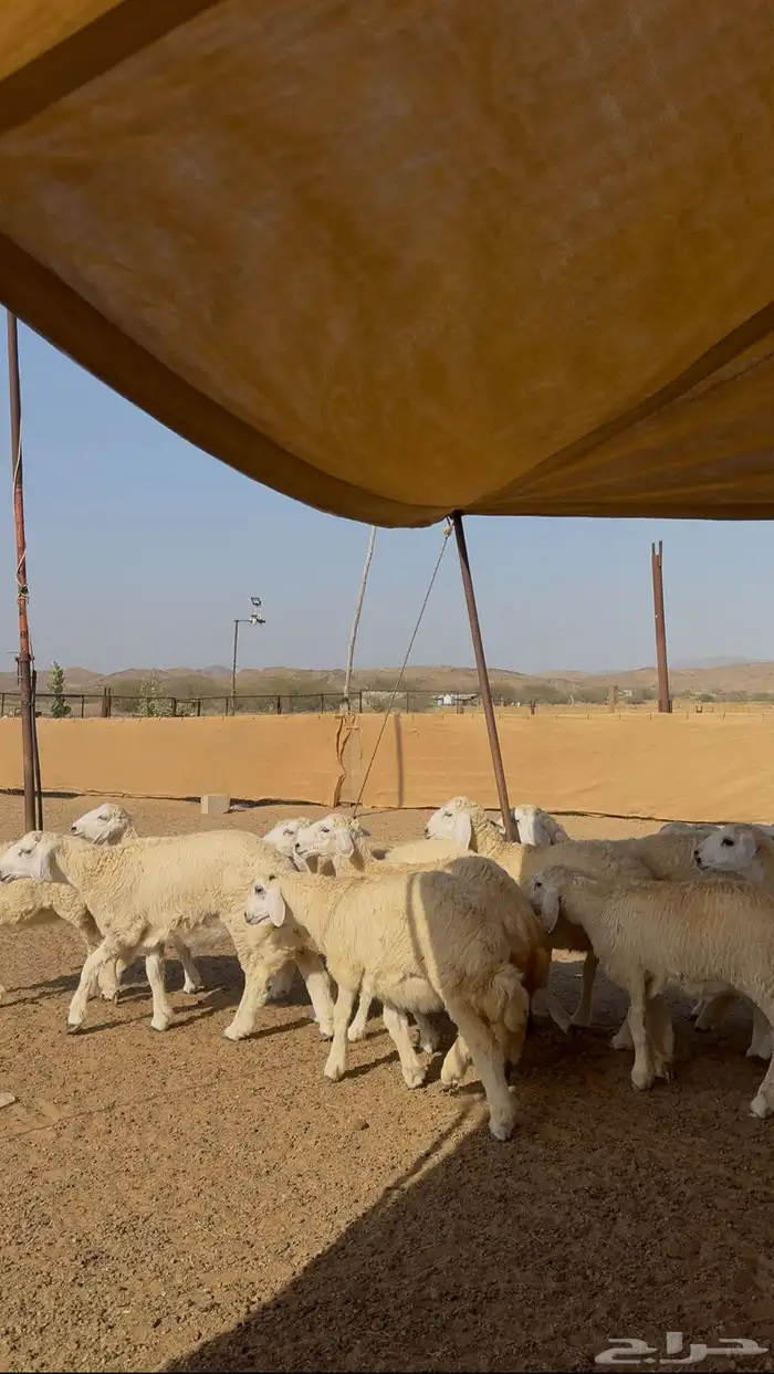 طليان و رخال حري 43 راس ل البيع 3