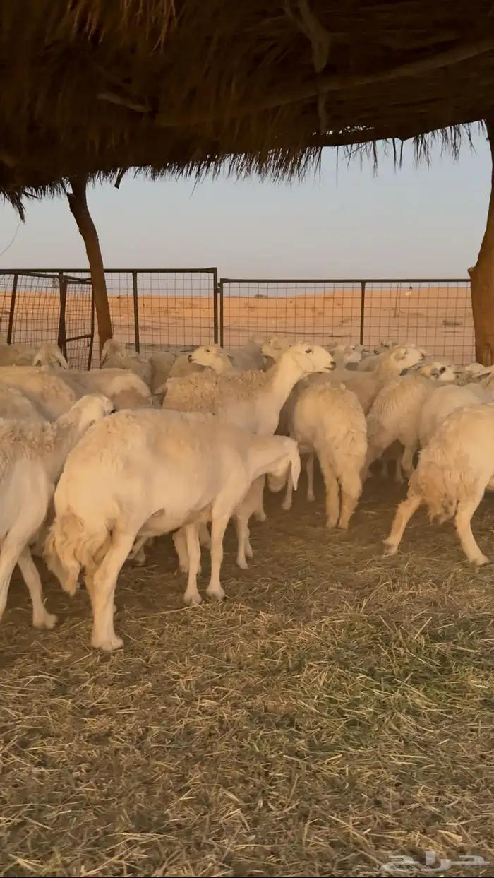 غنم حريات دفيع ومتابيع ( تم البيع ) 0