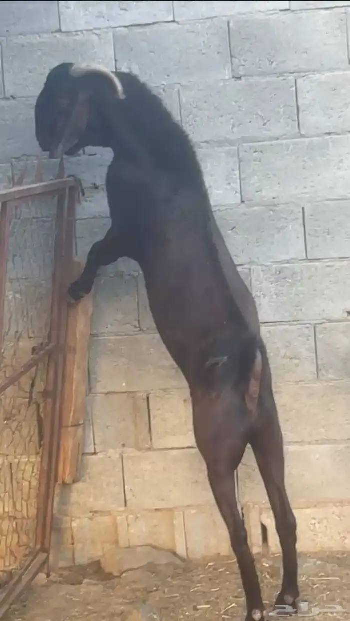 تيس فحل نادر (تم البيع) 2