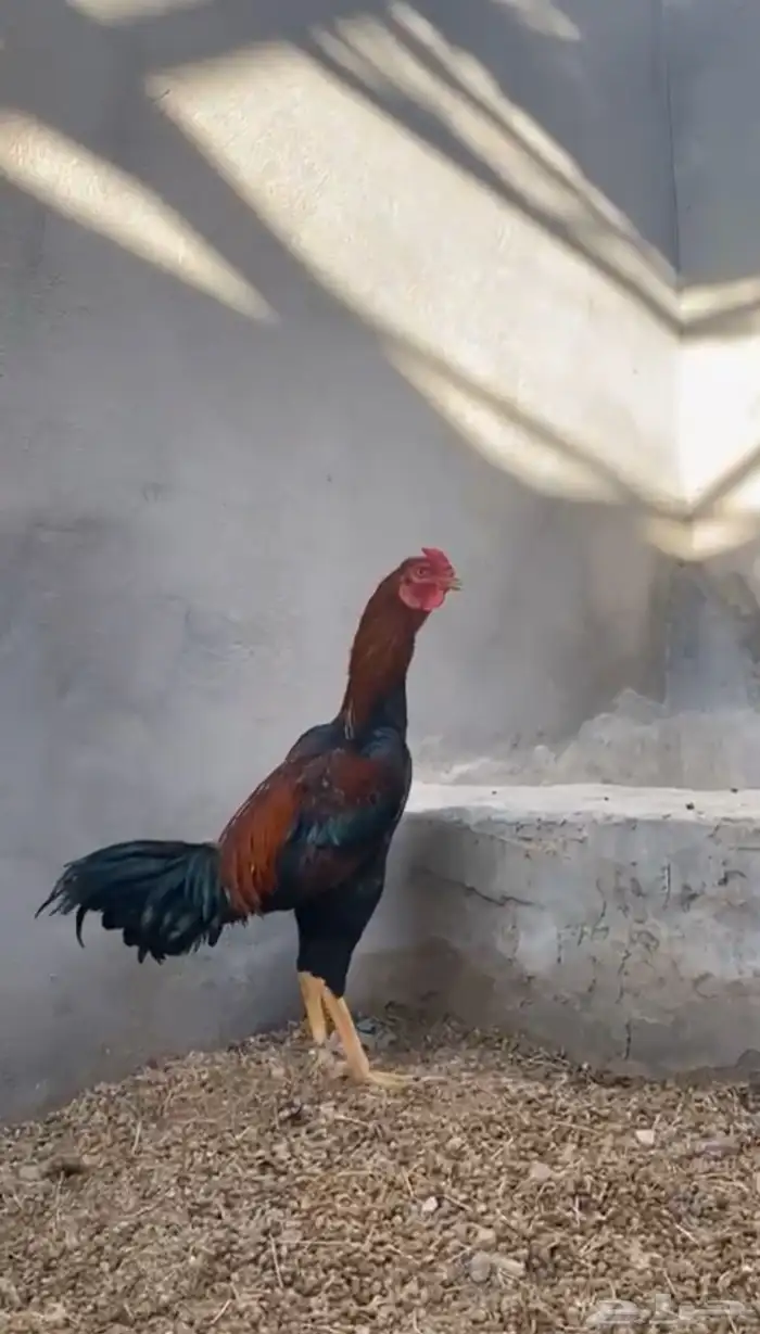 ديك سندي كفو تم البيع 2