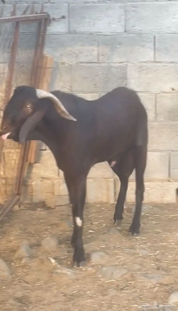 تيس فحل نادر (تم البيع) 0