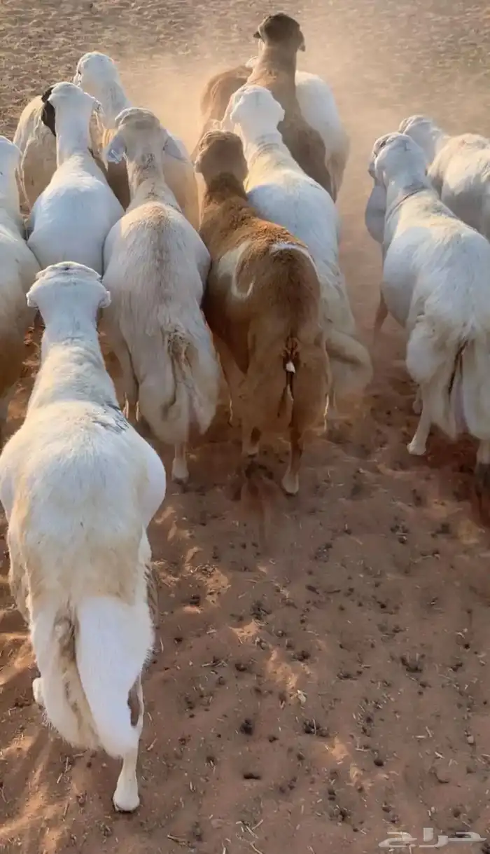 ذبيحتك ياصل بيتك 6