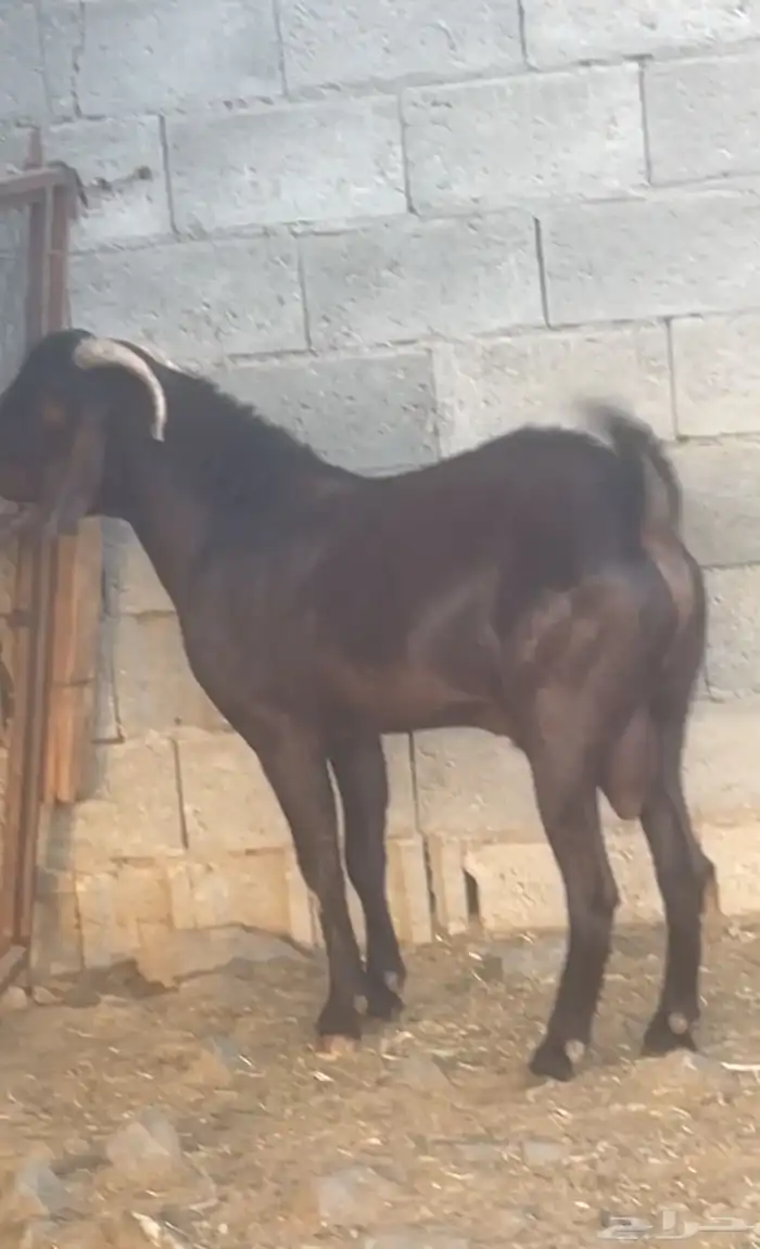 تيس فحل نادر (تم البيع) 1