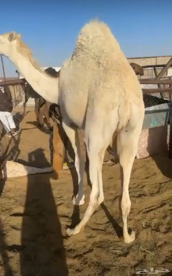 قعود بلدي ع اشرط 0