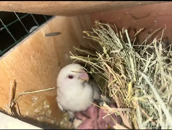 للبيع روز مطير كامل 6