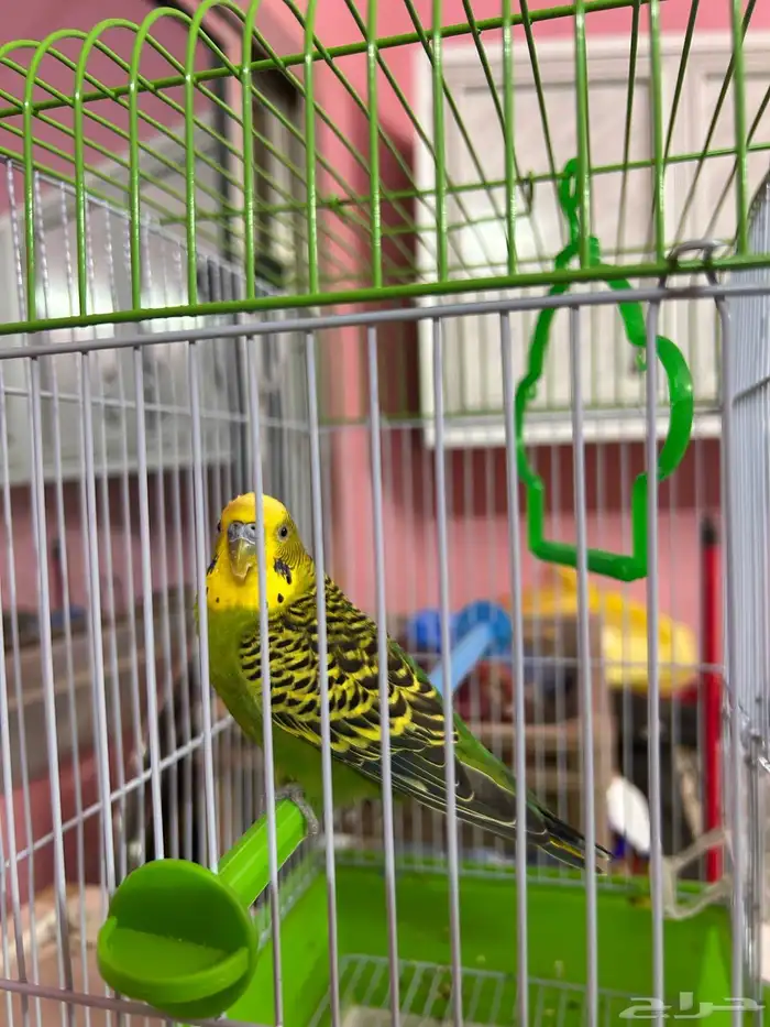 عصفور 1