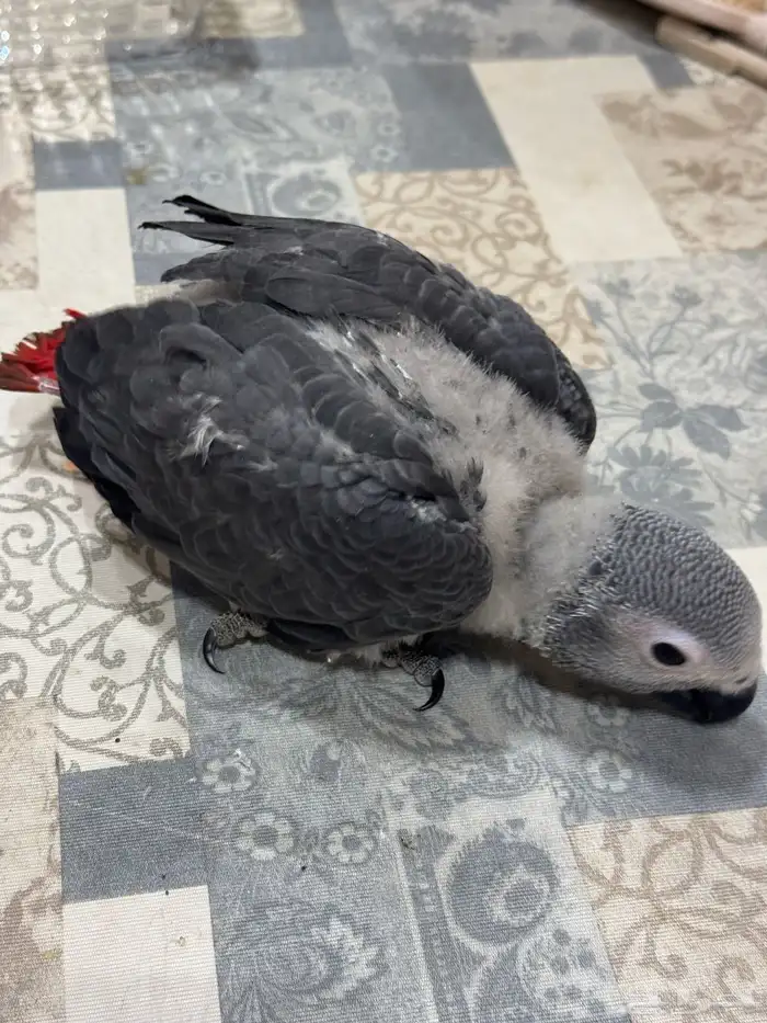 فرخ كاسكو غر 2