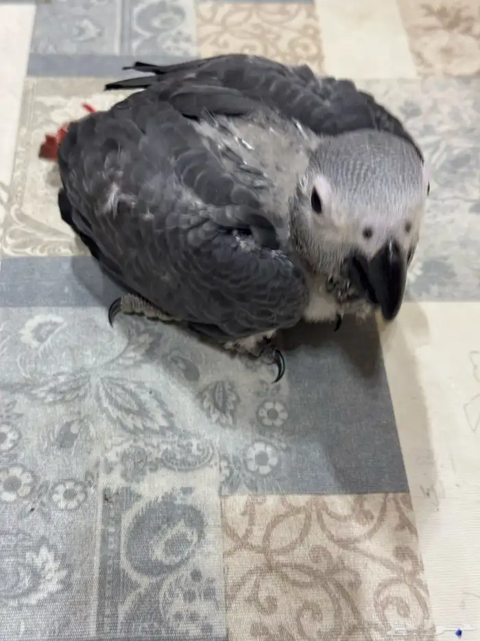 فرخ كاسكو غر 5