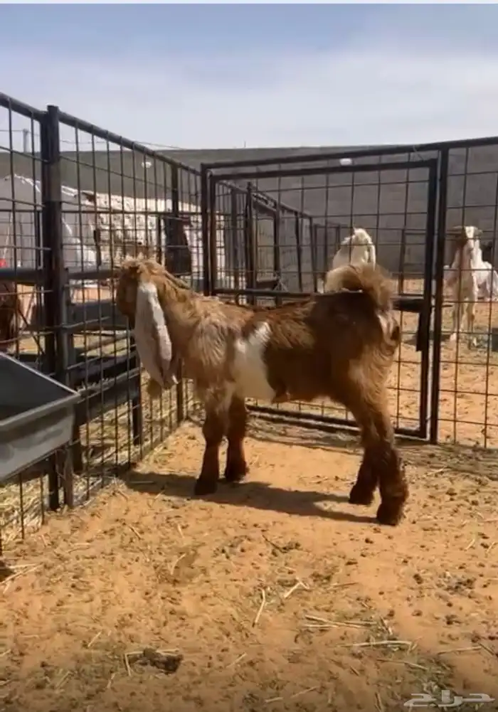 جفره العمر 5 شهور ونص عرضيه وطيبه 0