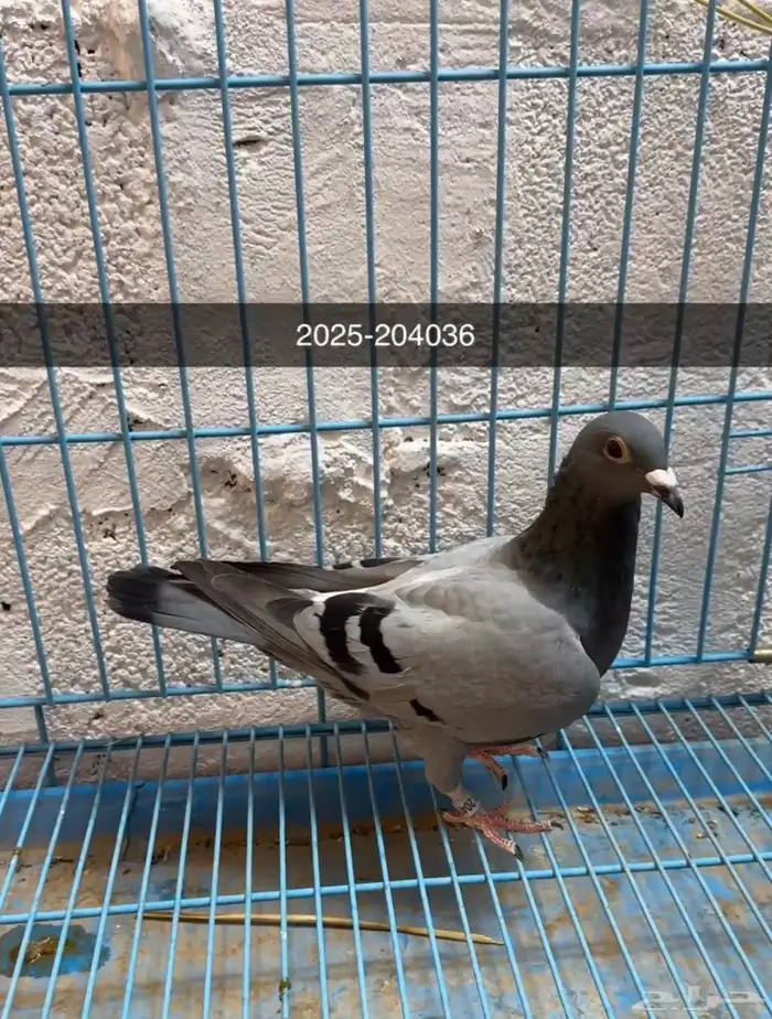انثى زاجل حفيدة ابطال اول وايس بيجن 1
