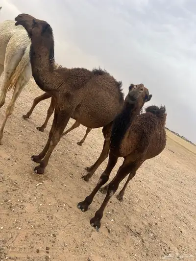 حشو 3