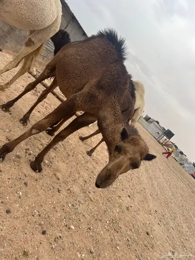 حشو 0