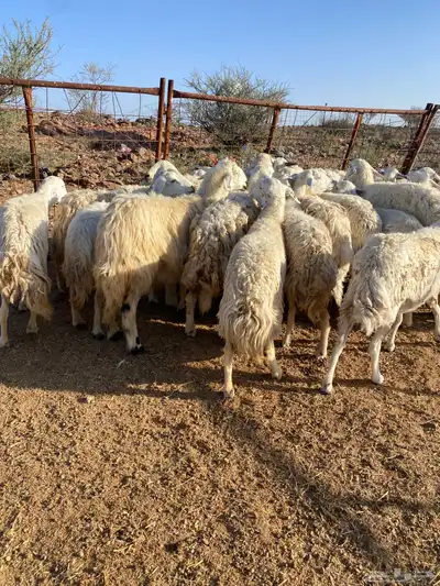 غنم مقنوي مراح 0