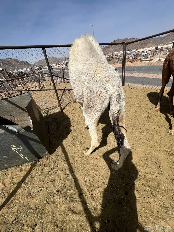 قعدان بلدي كفو زوجات 4