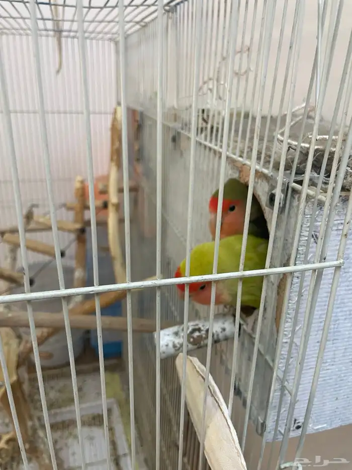 طيور فشر منتج 1