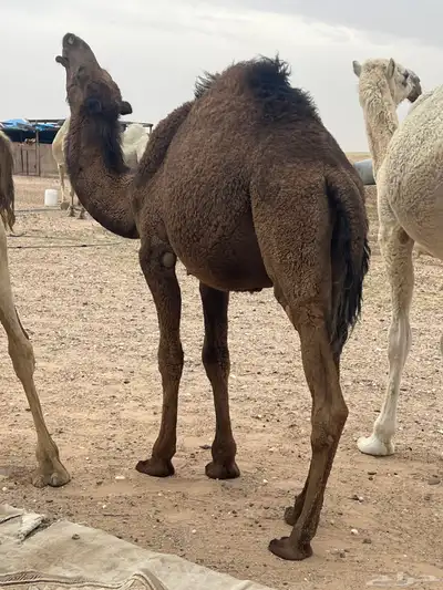 حشو 4