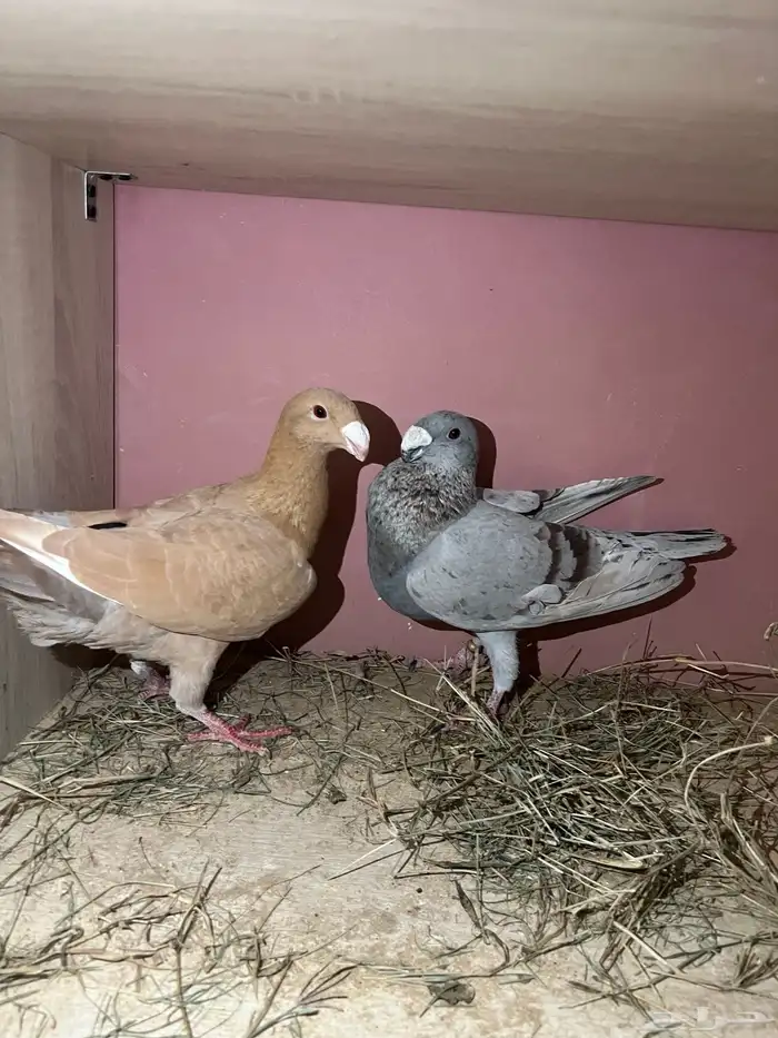 حمام للبيع هومر 1