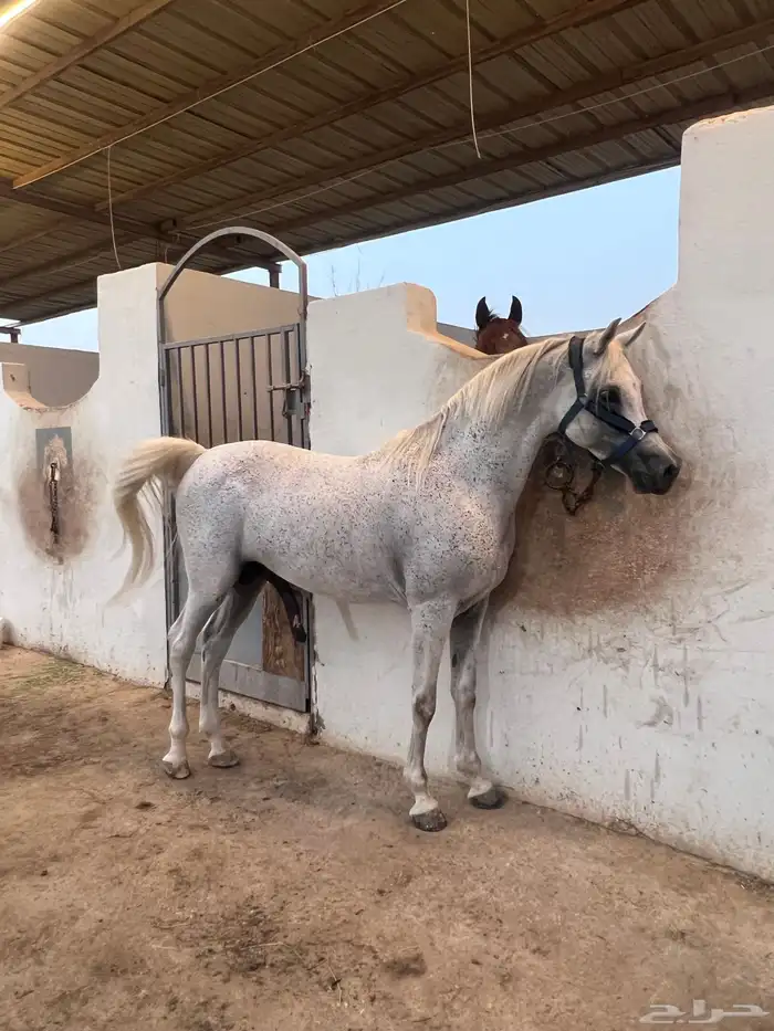 خيول للبيع 0