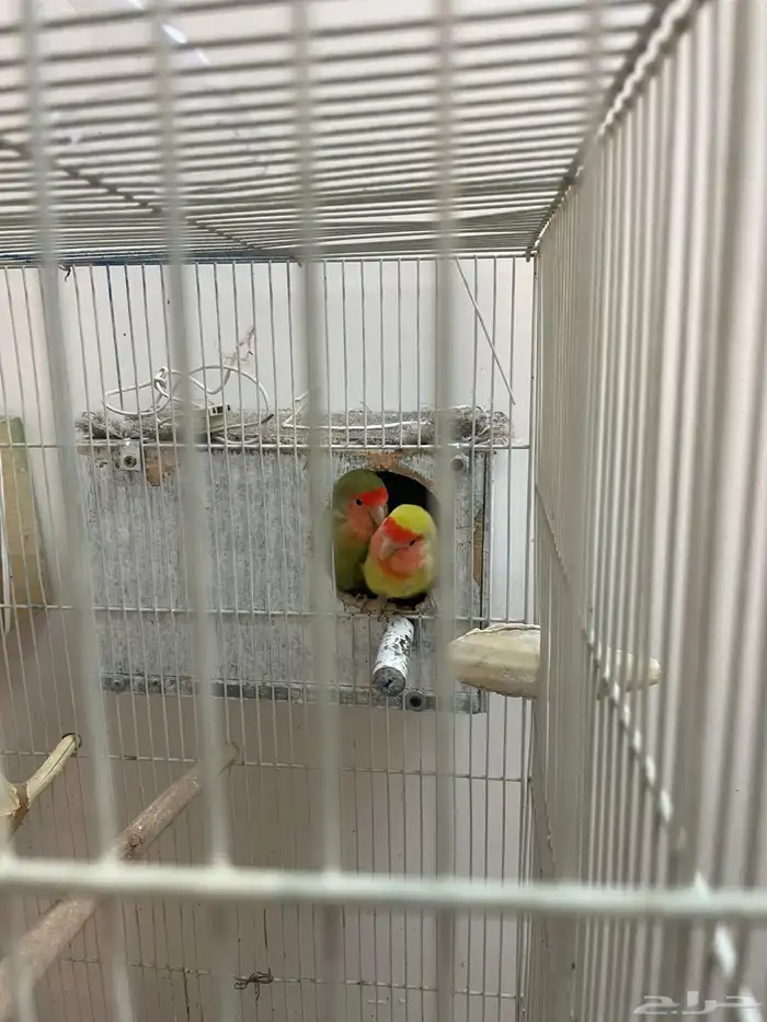 طيور فشر منتج 0