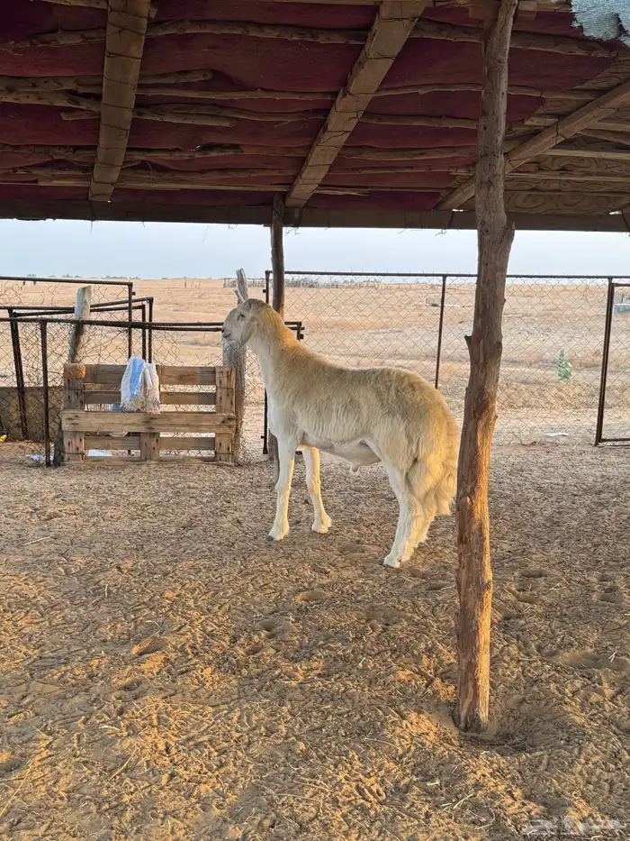 مشروع فحل صنف الصنف الموقع المظيلف تم البيعع 0