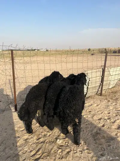 تم البيع 1
