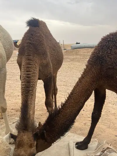 حشو 6