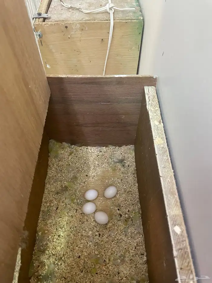 طيور فشر منتج 2