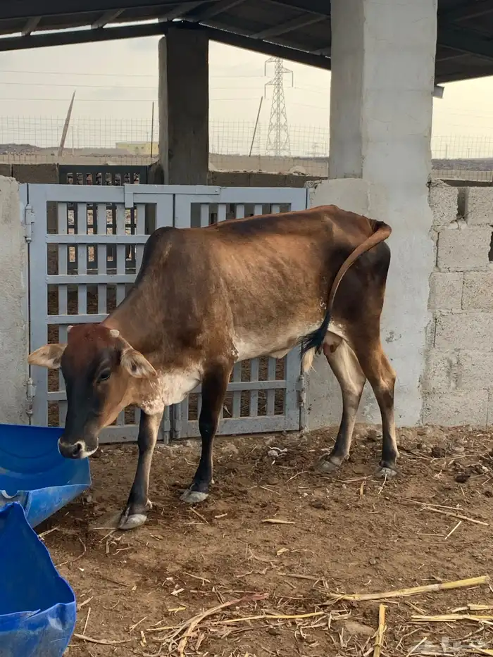 مراح بقر للبيع العدد 11 3