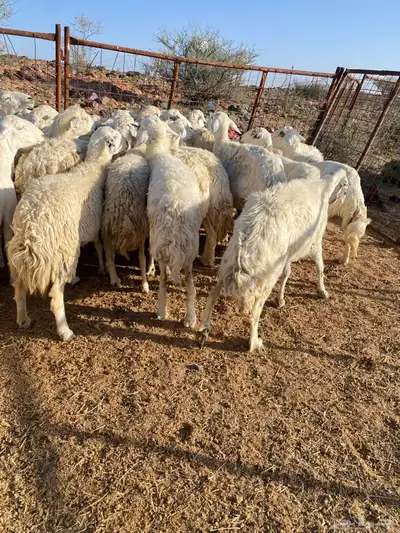 غنم مقنوي مراح 1