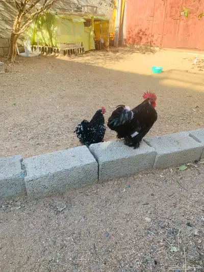 ديك ودجاجه كوشن قزم بوران 0