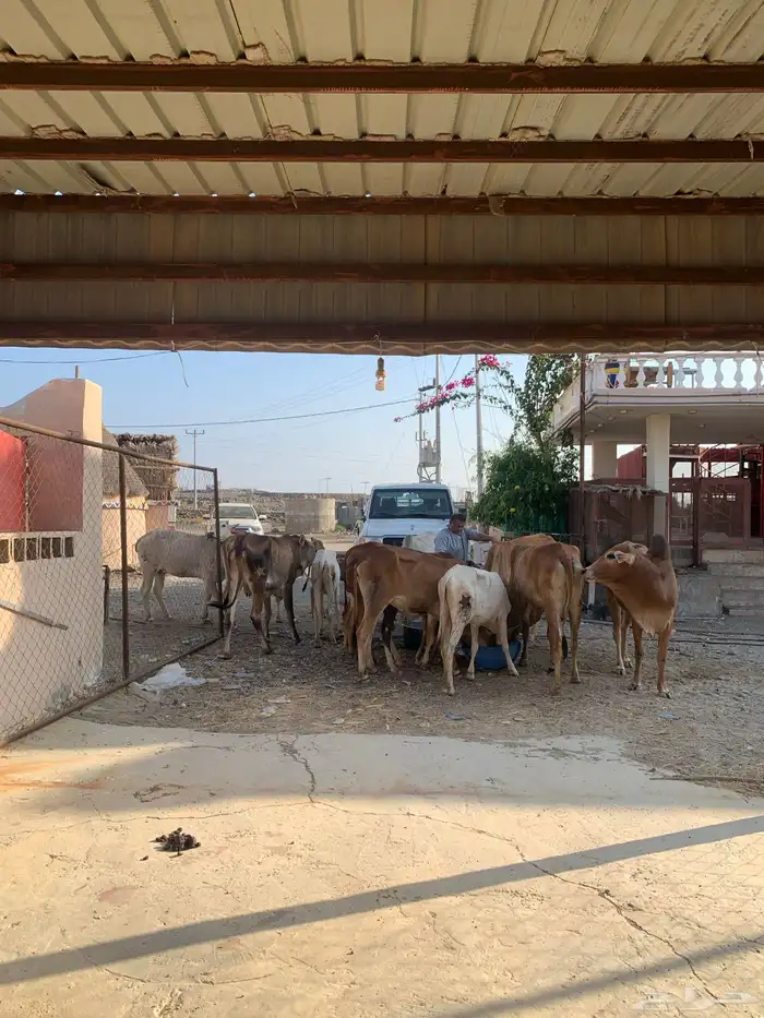 مراح بقر للبيع العدد 11 0