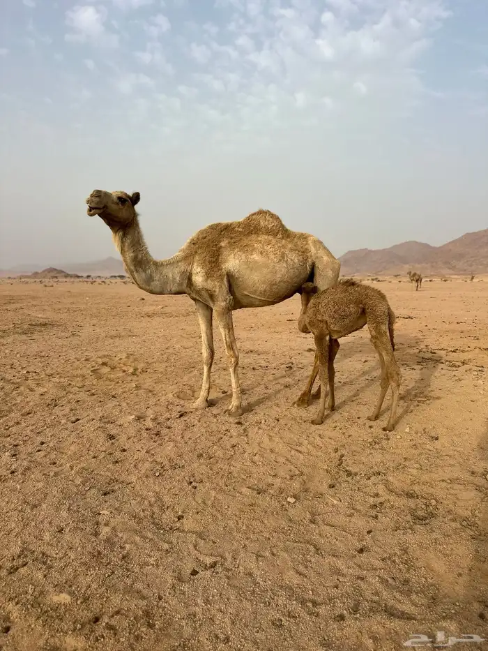 خلفه مهجنه تحتها بكره بنت مهند التميمي 0