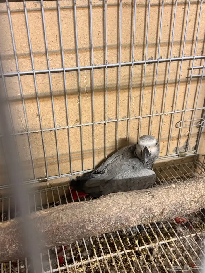 انثى كاسكو وحشي جاهزه للانتاج 2