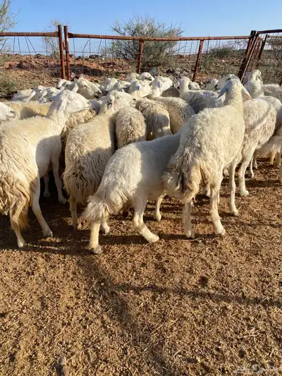غنم مقنوي مراح 2