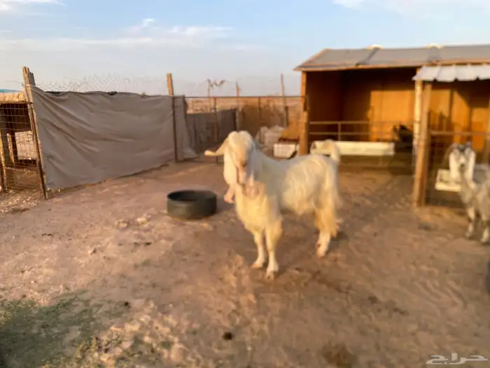 فحل مشروك ابرص 1